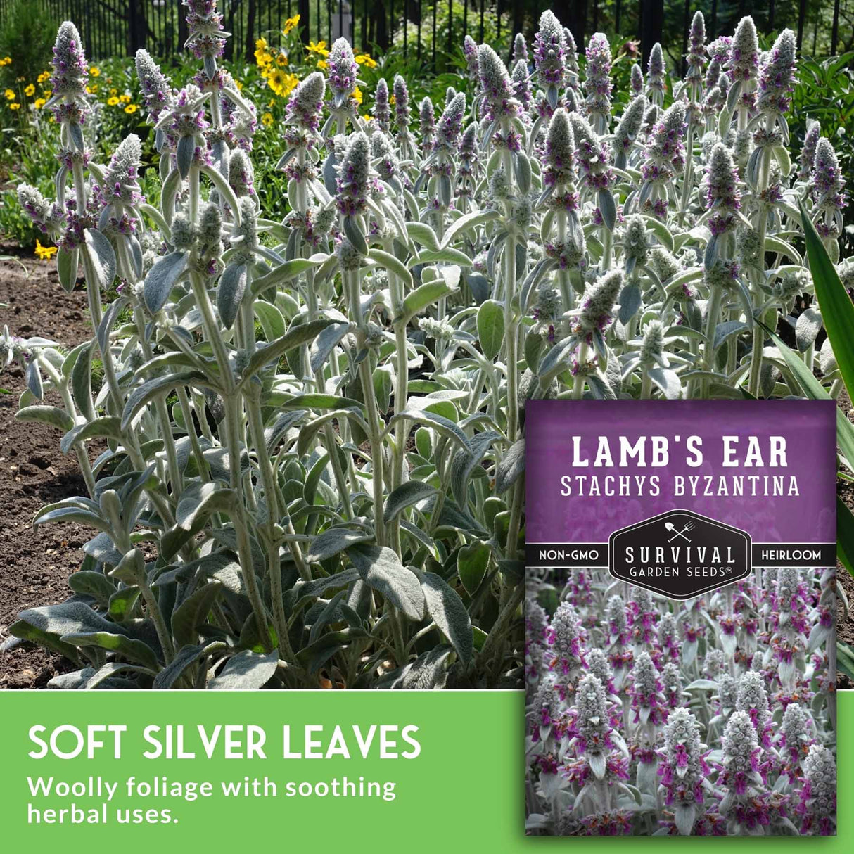 Lamb's ear plant with a seed packet labeled 'Survival Garden Seeds' in a garden setting.