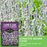 Lamb's ear plant with a seed packet labeled 'Survival Garden Seeds' in the foreground.