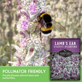 Lamb's ear plant with a bee and a seed packet labeled 'Survival Garden Seeds' on a blurred natural background.