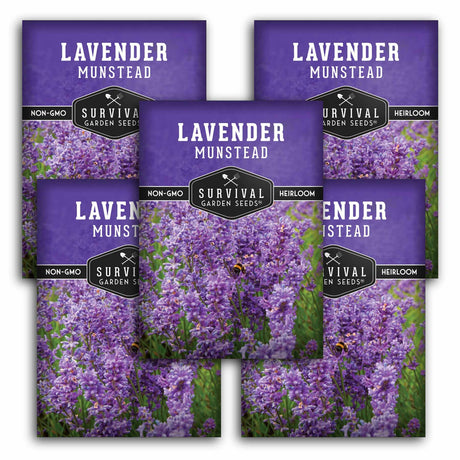 Five packages of Survival Garden Seeds Lavender Munstead on a white background