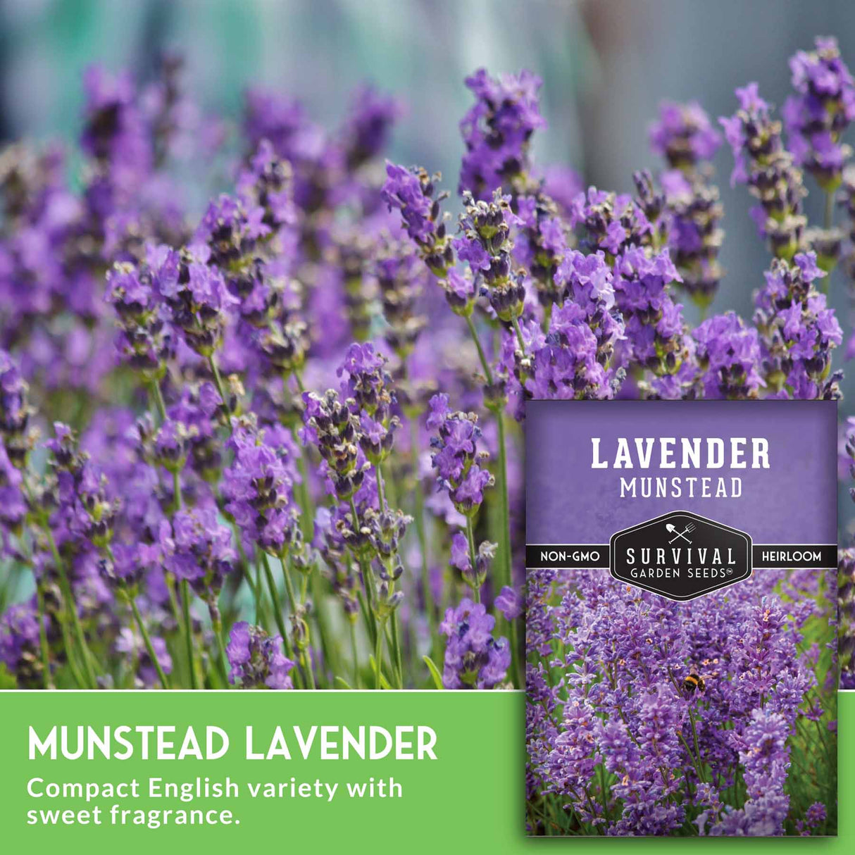 Lavender Munstead seeds packet with a field of lavender in the background