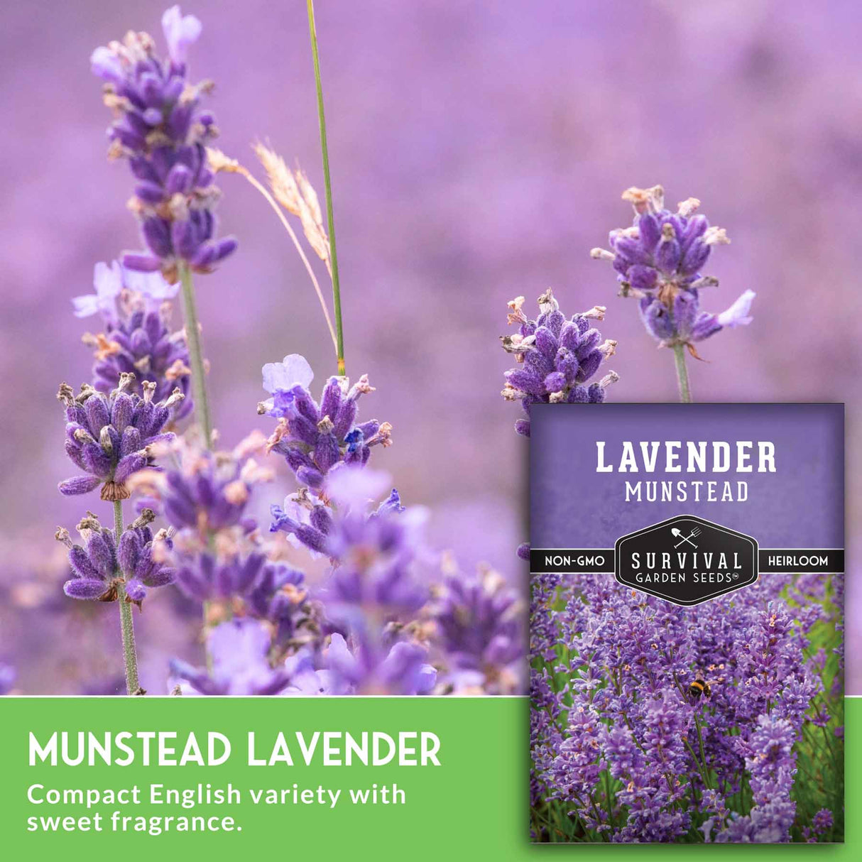 Lavender Munstead seeds packet with flowering lavender plants on a blurred background