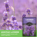 Lavender Munstead seeds packet with flowering lavender plants on a blurred background