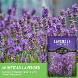 Lavender Munstead seed packet with lavender plants in the background