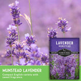 Munstead Lavender seeds packet with lavender flowers in the background