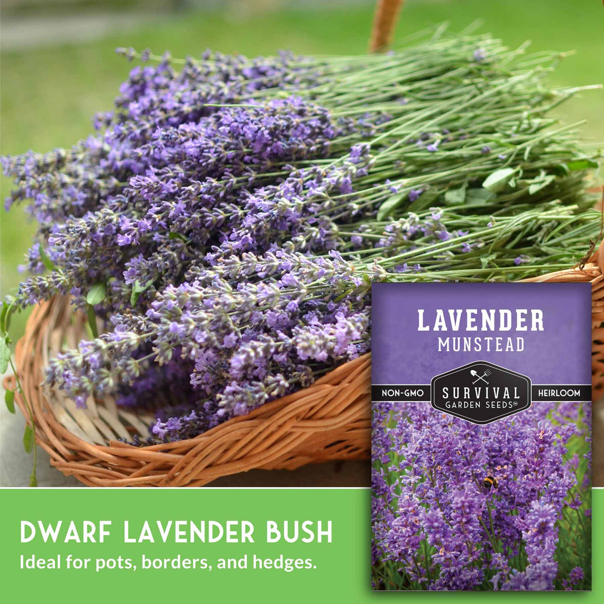 Basket of dwarf lavender bush with a seed packet labeled 'Lavender Munstead' on a green background.