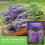 Basket of lavender flowers with a seed packet labeled 'Lavender Munstead' on a blurred green background.