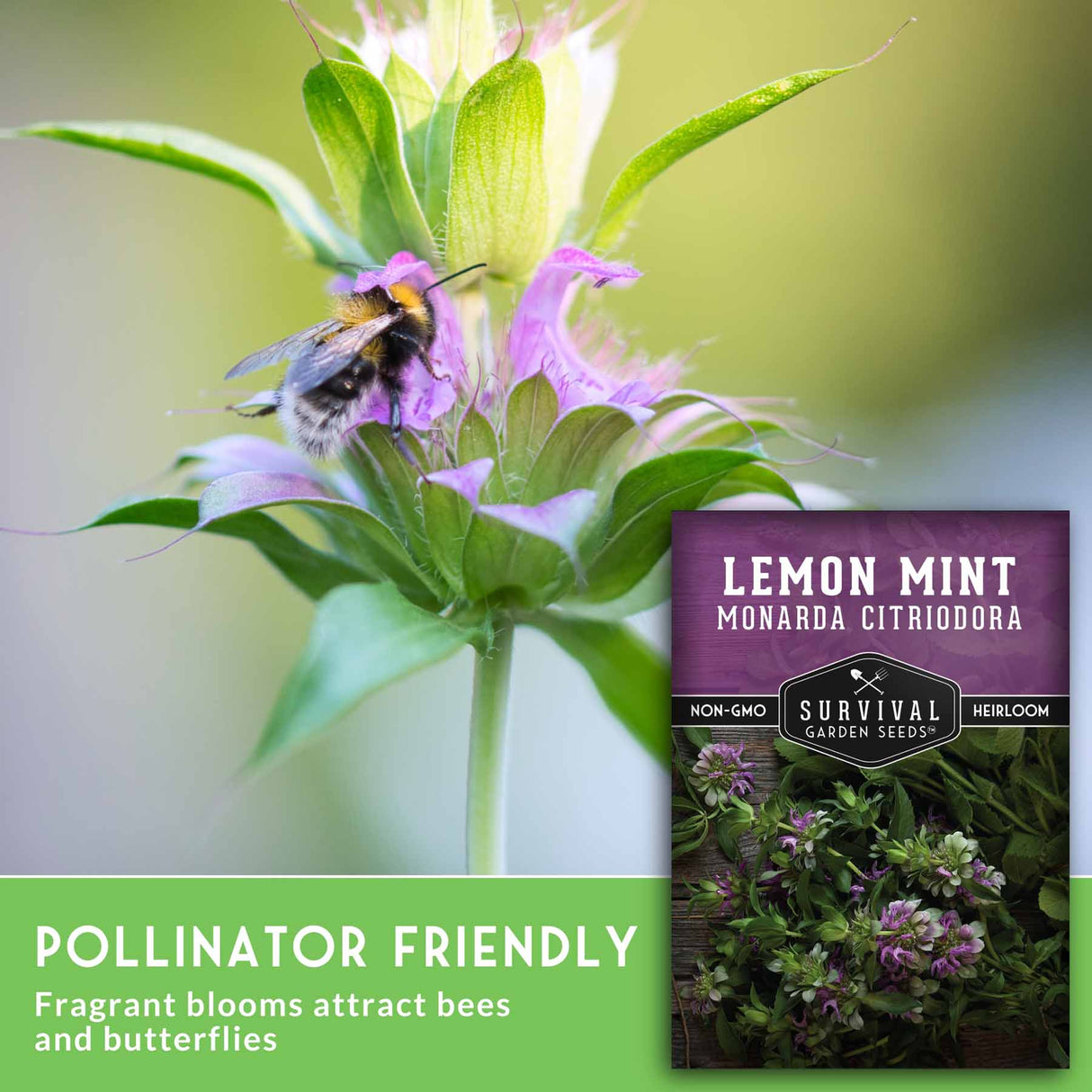 Lemon mint plant with a bee and a seed packet labeled 'Survival Garden Seeds' on a blurred green background.