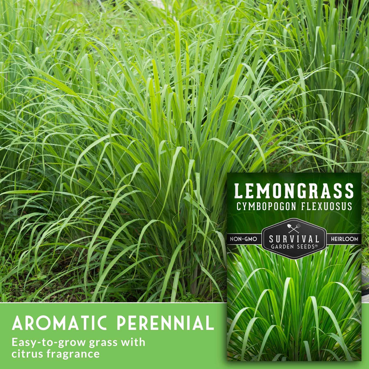 Lemongrass plants with a label indicating it is an aromatic perennial and easy-to-grow grass with citrus fragrance.