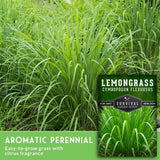 Lemongrass plants with a label indicating it is an aromatic perennial and easy-to-grow grass with citrus fragrance.