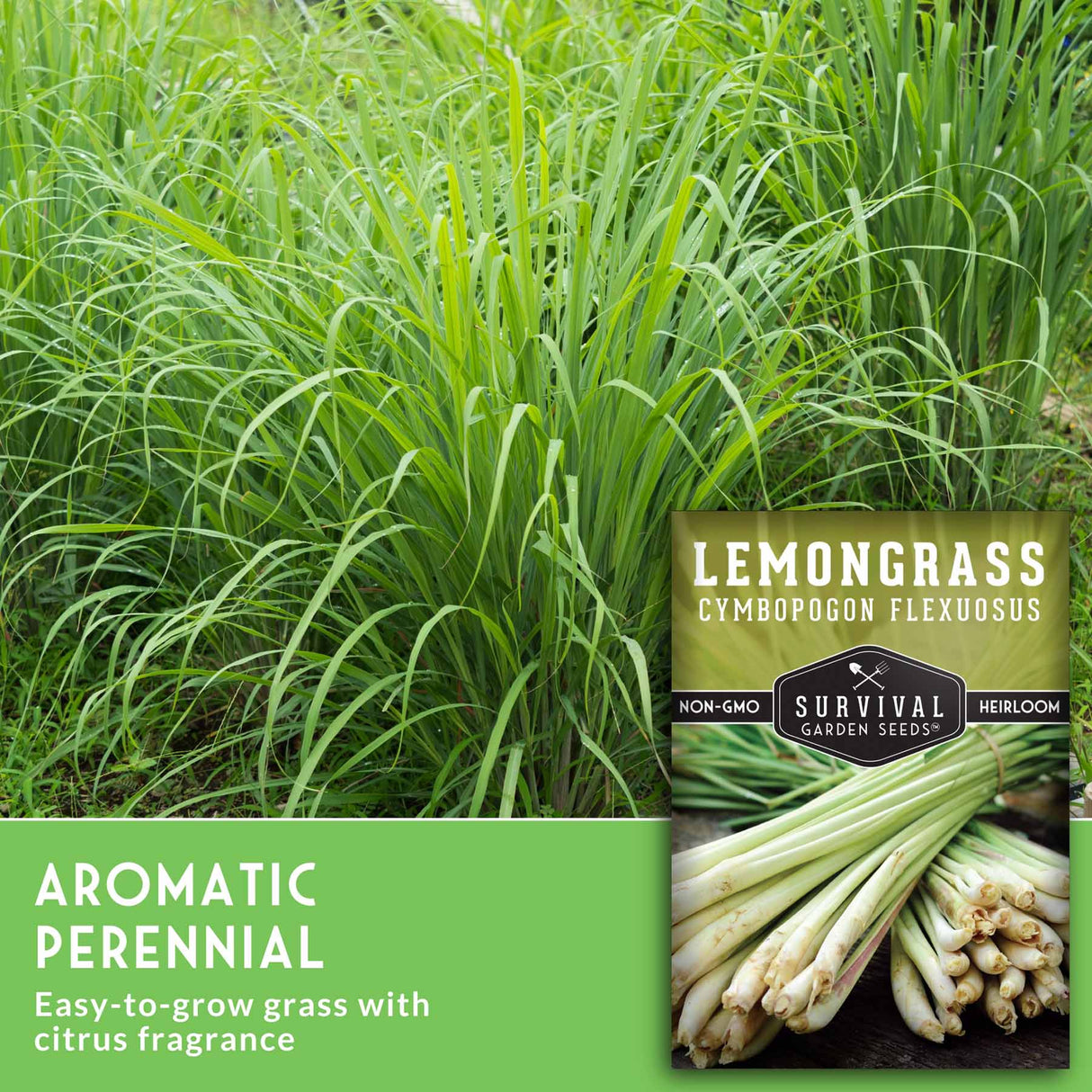 Lemongrass plants with a package of Survival Garden Seeds lemongrass seeds.
