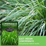 Lemongrass plant with a label indicating it is a fast-growing tropical variety.