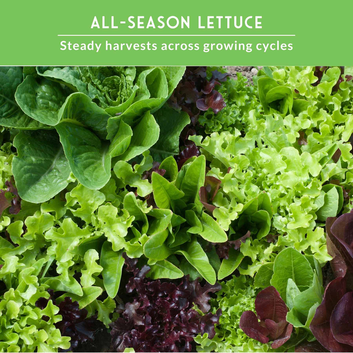 Assorted green and purple lettuce with text about all-season lettuce on a green background