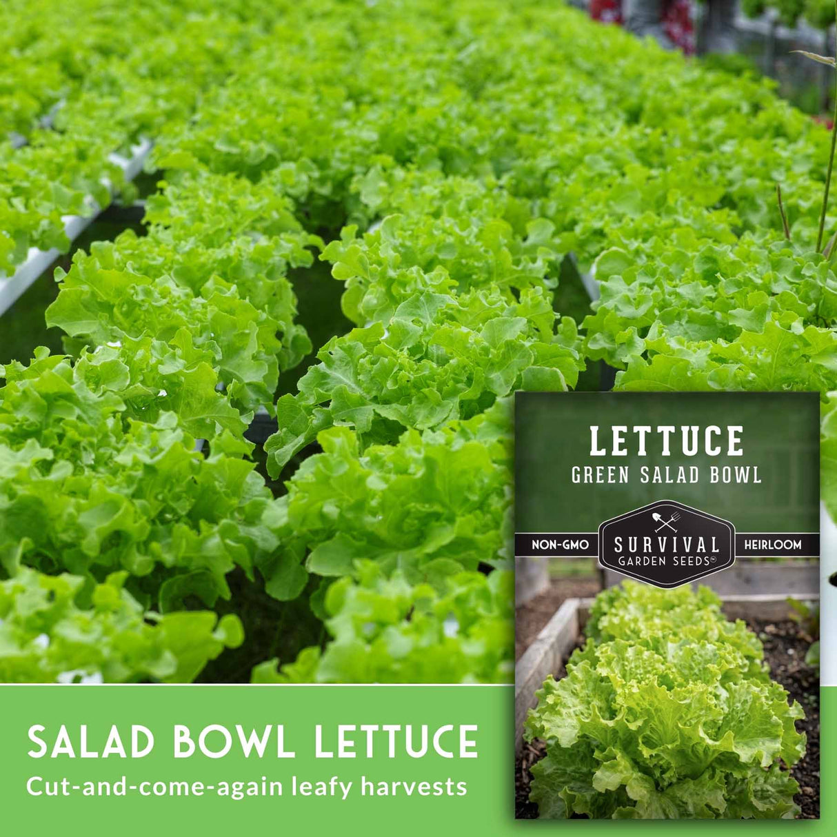 Packaging of Survival Garden Seeds Lettuce Green Salad Bowl with a background of green lettuce plants.