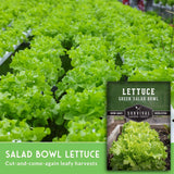 Packaging of Survival Garden Seeds Lettuce Green Salad Bowl with a background of green lettuce plants.