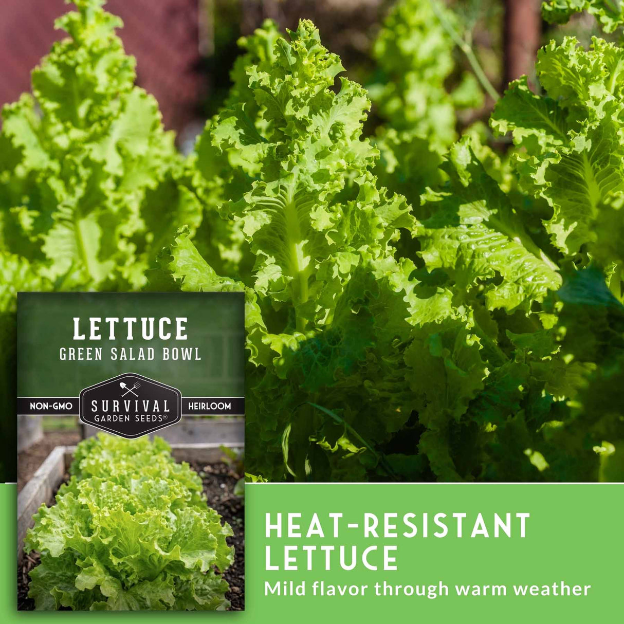Heat-resistant lettuce with Survival Garden Seeds packaging