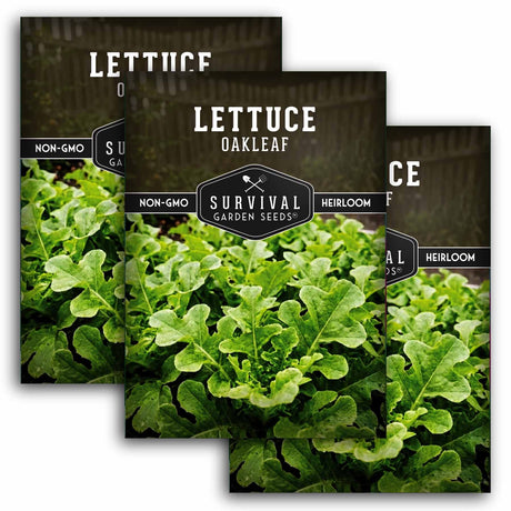 Three packages of Survival Garden Seeds Lettuce Oakleaf with green lettuce leaves in the background.