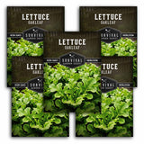 Survival Garden Seeds Lettuce Oakleaf packaging with green lettuce images.