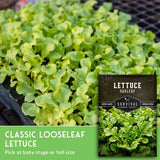 Close-up of green lettuce plants with a brand label on a black tray.