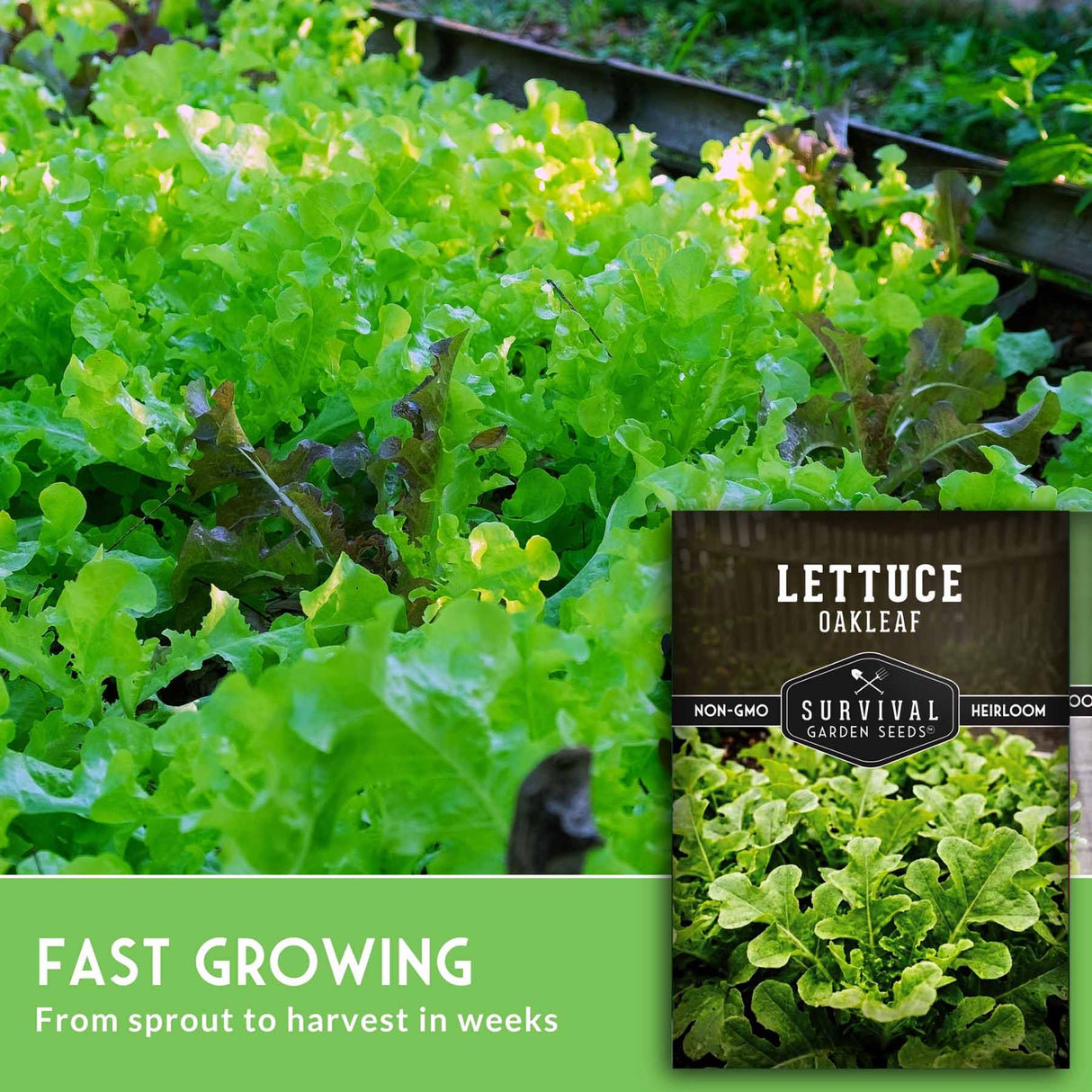 Green leafy lettuce with a seed packet labeled 'Survival Garden Seeds' on a green background.