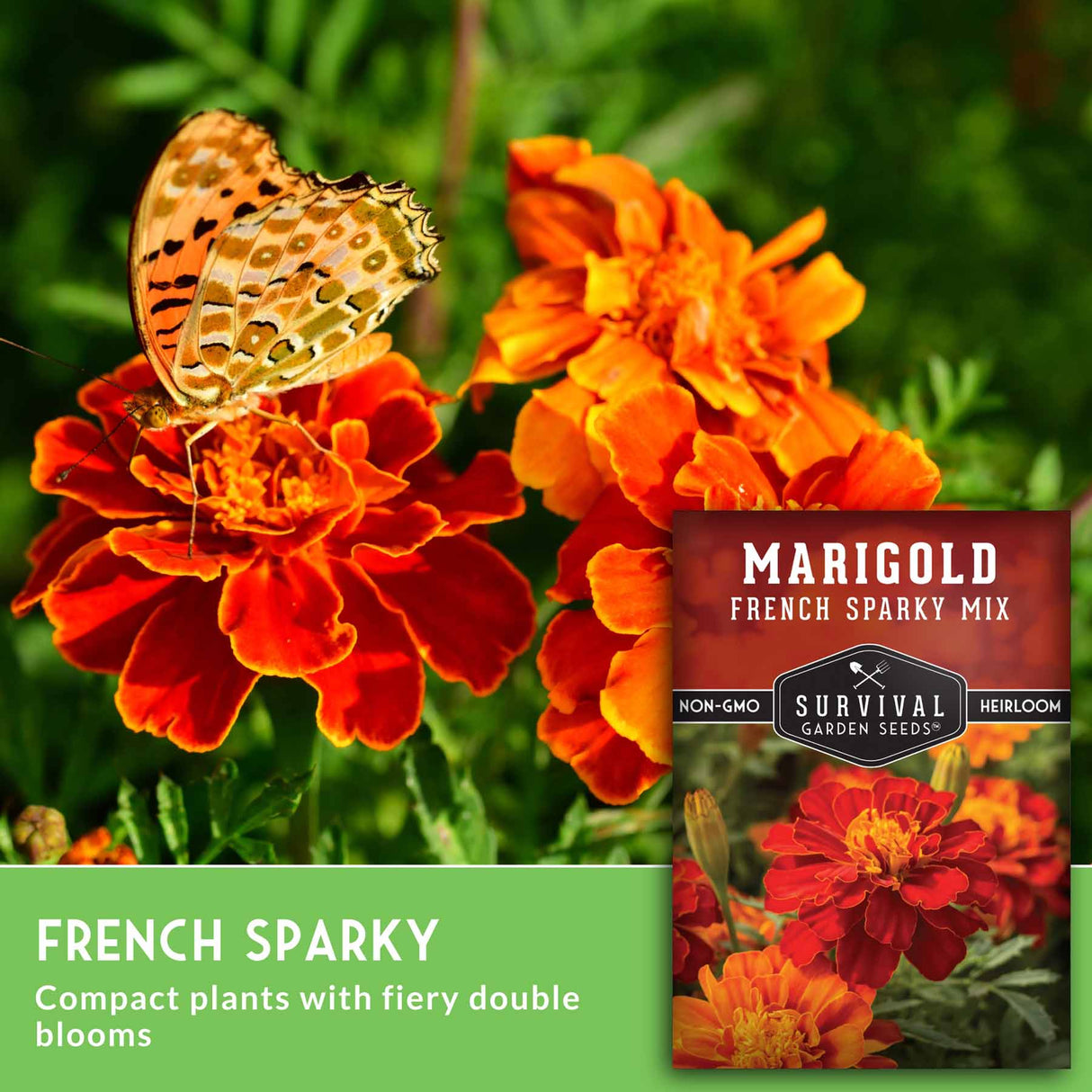 French Marigold flowers with butterfly