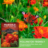 Marigolds and butterfly with text that says Pollinator friendly