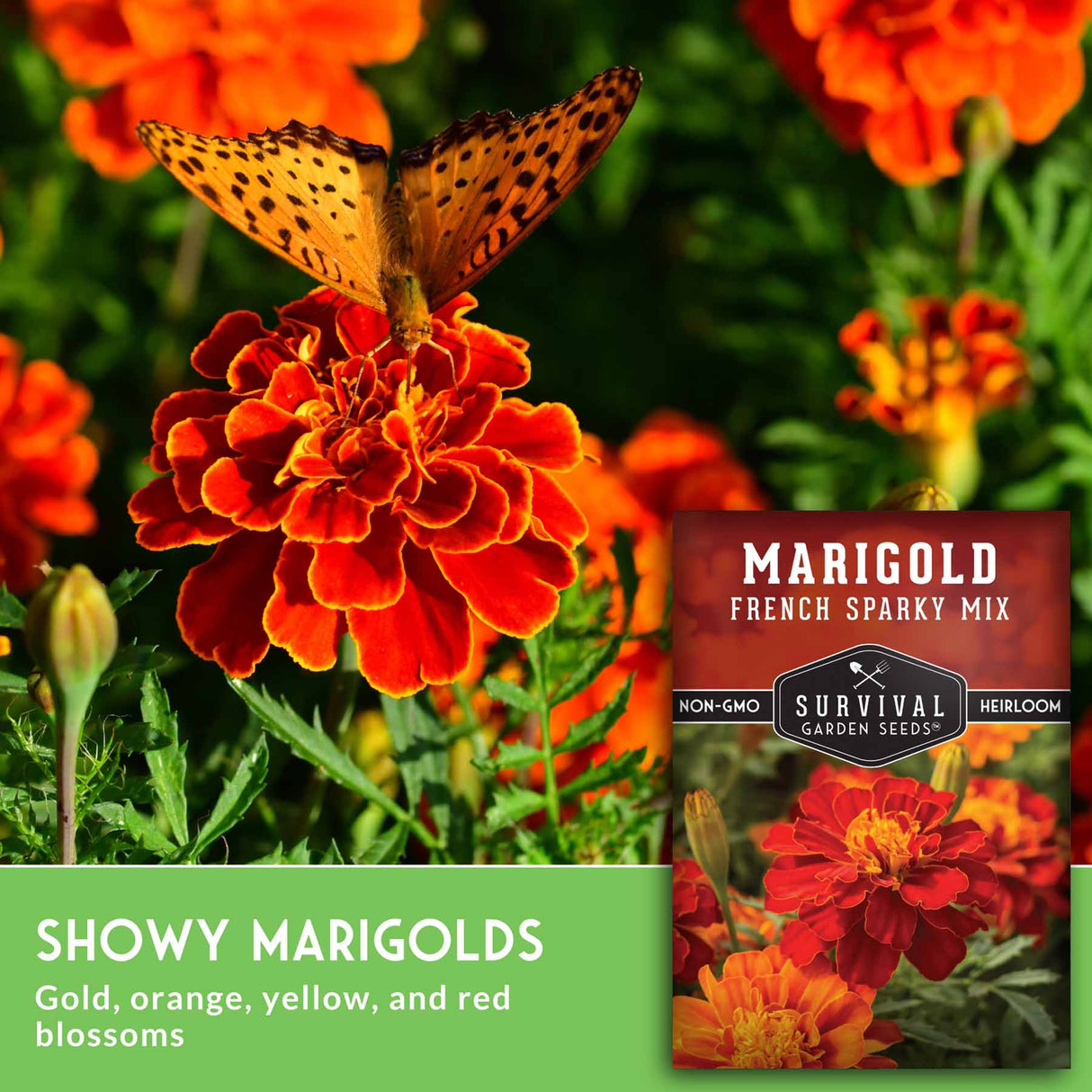 Marigold with butterfly and text that says Showy marigolds