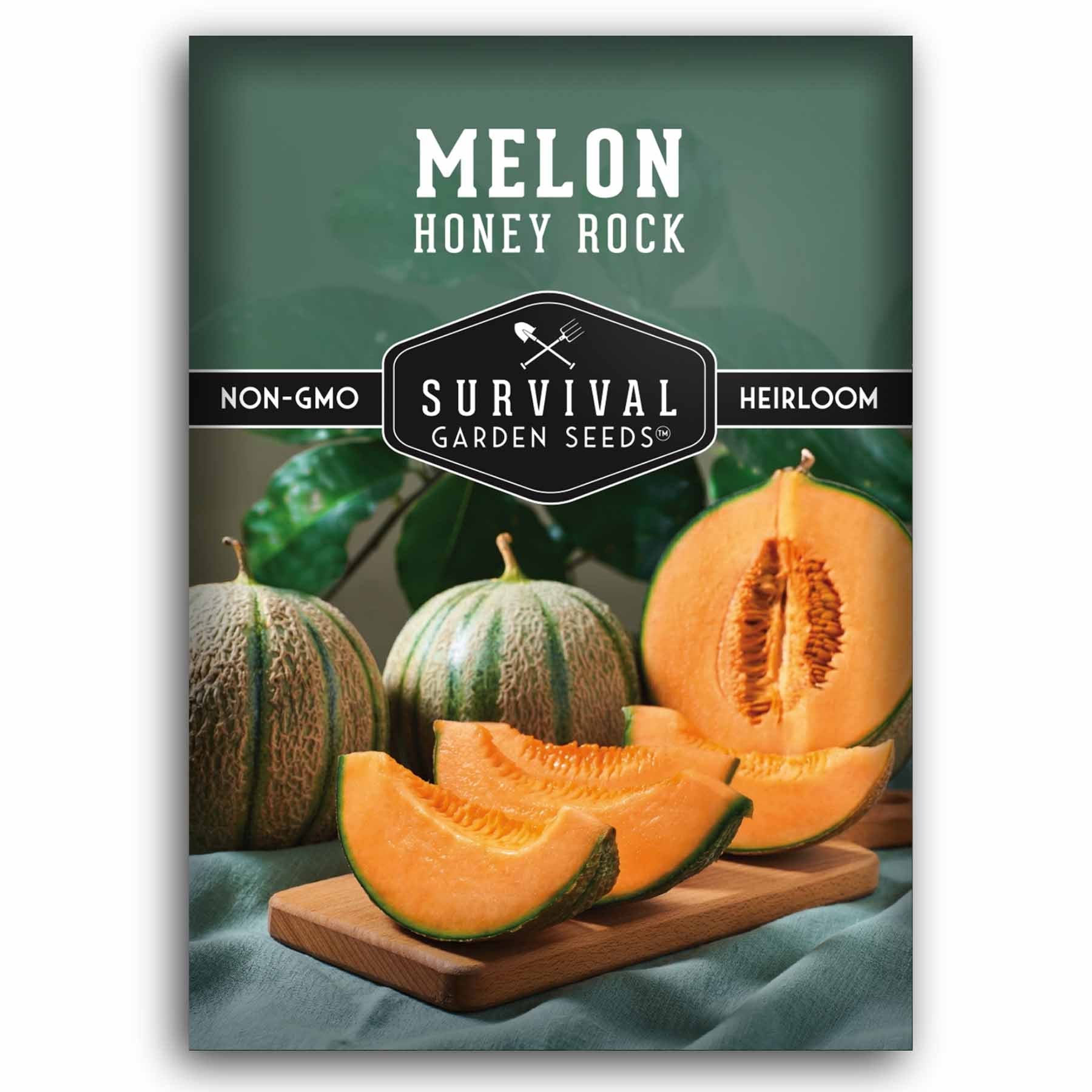 Honey Rock Melon Seeds – AAS Heirloom – SurvivalGardenSeeds