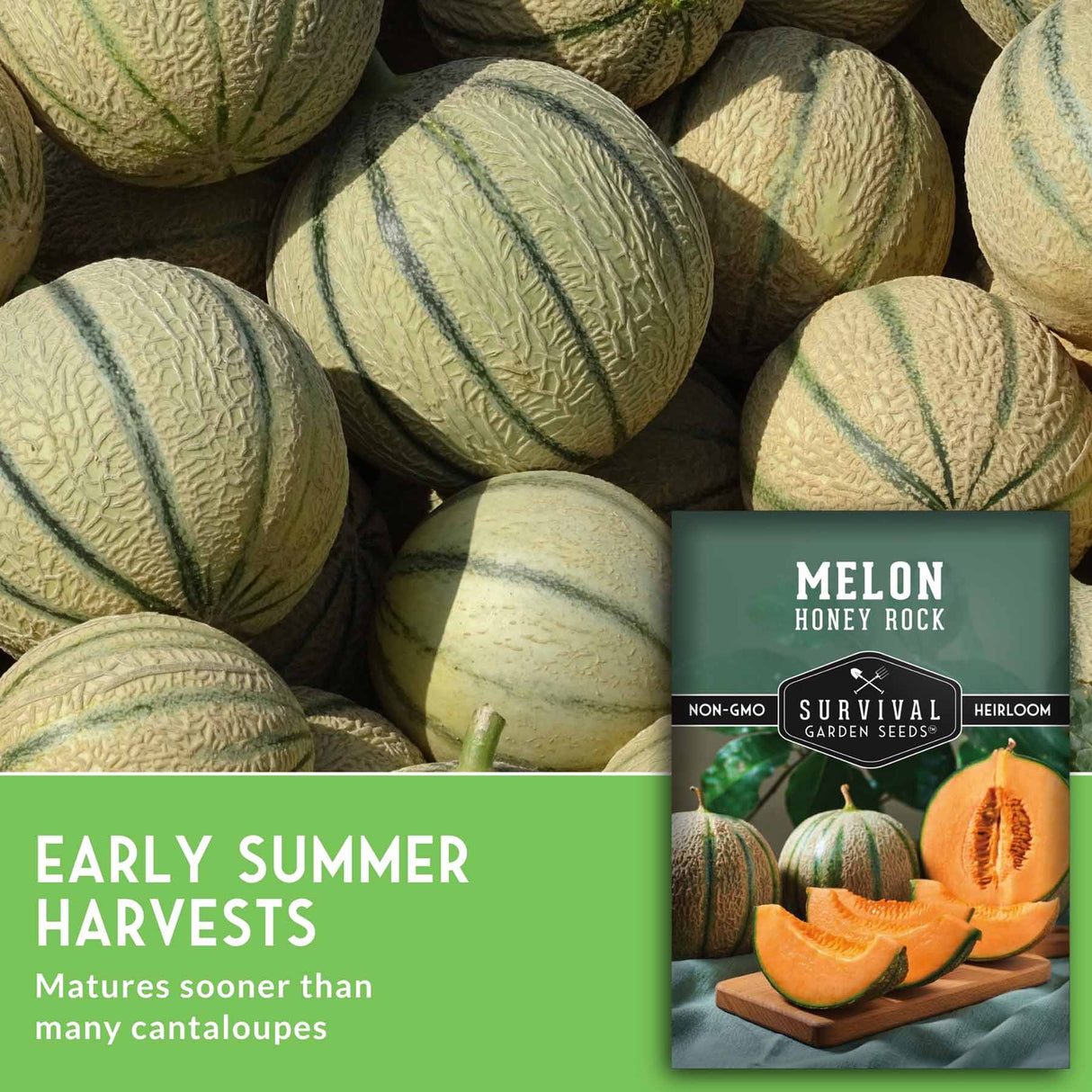 Melon seeds package graphic for 'Melon Honey Rock' by Survival Garden Seeds, shown over a pile of striped cantaloupe melons with a green banner reading 'EARLY SUMMER HARVESTS'.