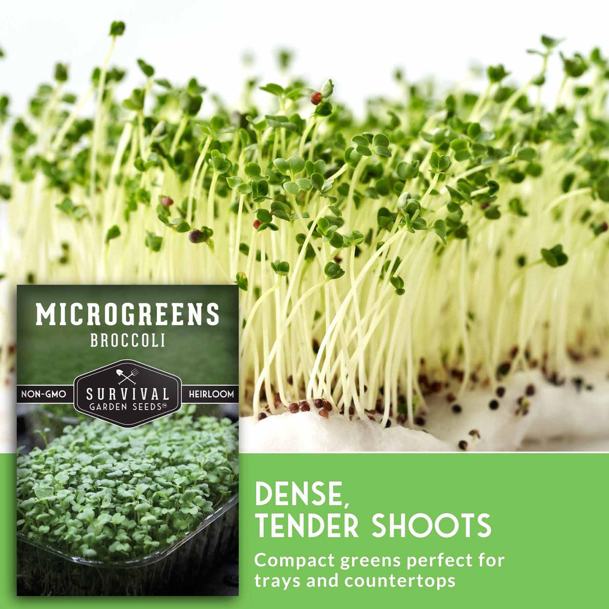 Broccoli microgreens growing densely with pale yellow stems and bright green leaves, shown alongside a seed packet labeled 'Microgreens Broccoli' and a green text panel reading 'Dense, Tender Shoots.'.