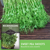 Pea Microgreen Seeds – Non-GMO Pea Seeds for Fast Indoor Growing, Sprouting & Sweet, Tender Greens