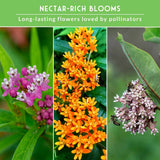 A promotional graphic for nectar-rich pollinator flowers, with a green header reading 'NECTAR-RICH BLOOMS' and 'Long-lasting flowers loved by pollinators.' Below, three vertical panels show close-up flower clusters: pink and white blossoms on the left, bright orange milkweed-like flowers in the center, and pale pink and white flowers with bees on the right.