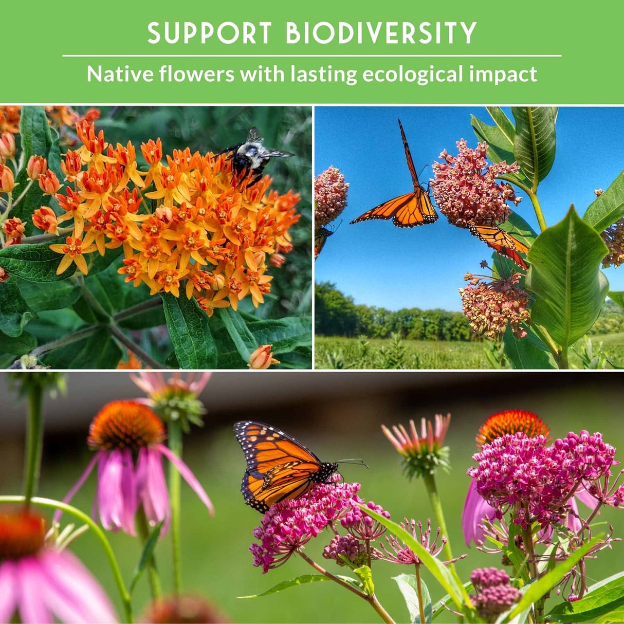 A promotional collage with the headline 'SUPPORT BIODIVERSITY' and 'Native flowers with lasting ecological impact.' The image shows three photos of native flowers and butterflies: orange milkweed flowers with a bee, pink milkweed clusters with monarch butterflies, and pink coneflowers with a monarch butterfly.