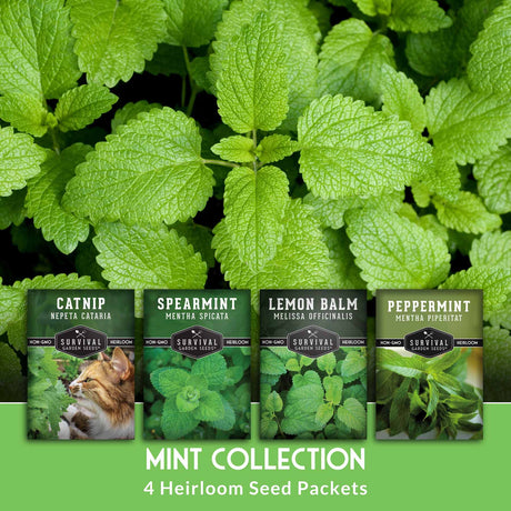 Heirloom seed packets for mint collection with green leaves in the background