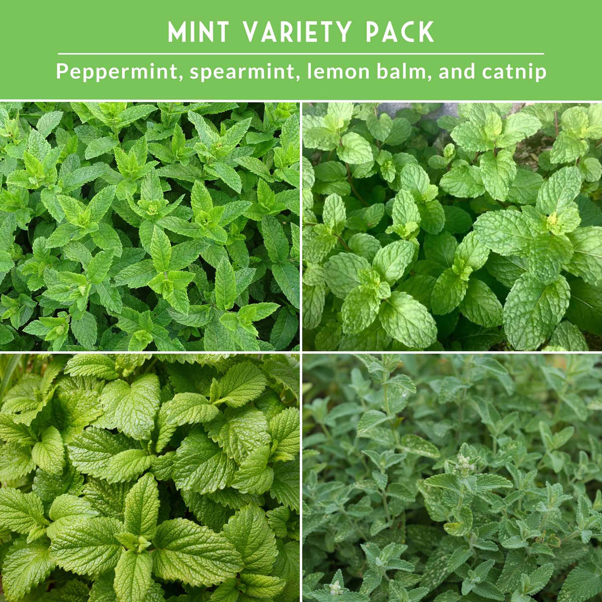 Collage of four different mint varieties with text indicating a mint variety pack.