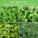 Collage of four different mint varieties with text indicating a mint variety pack.