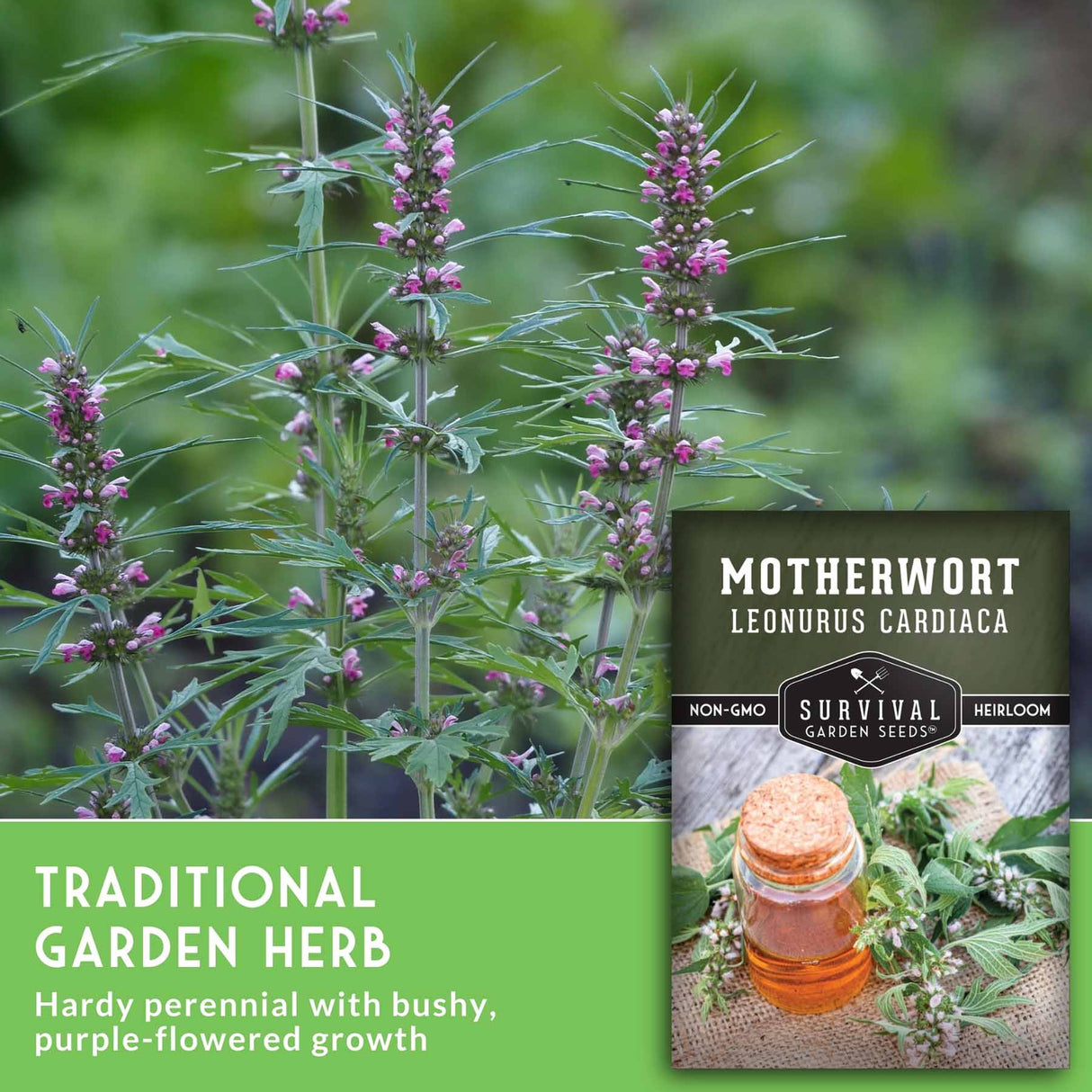 Motherwort flowers and text that says traditional garden herb - hardy perennial with bushy purple flowered growth