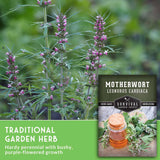 Motherwort flowers and text that says traditional garden herb - hardy perennial with bushy purple flowered growth