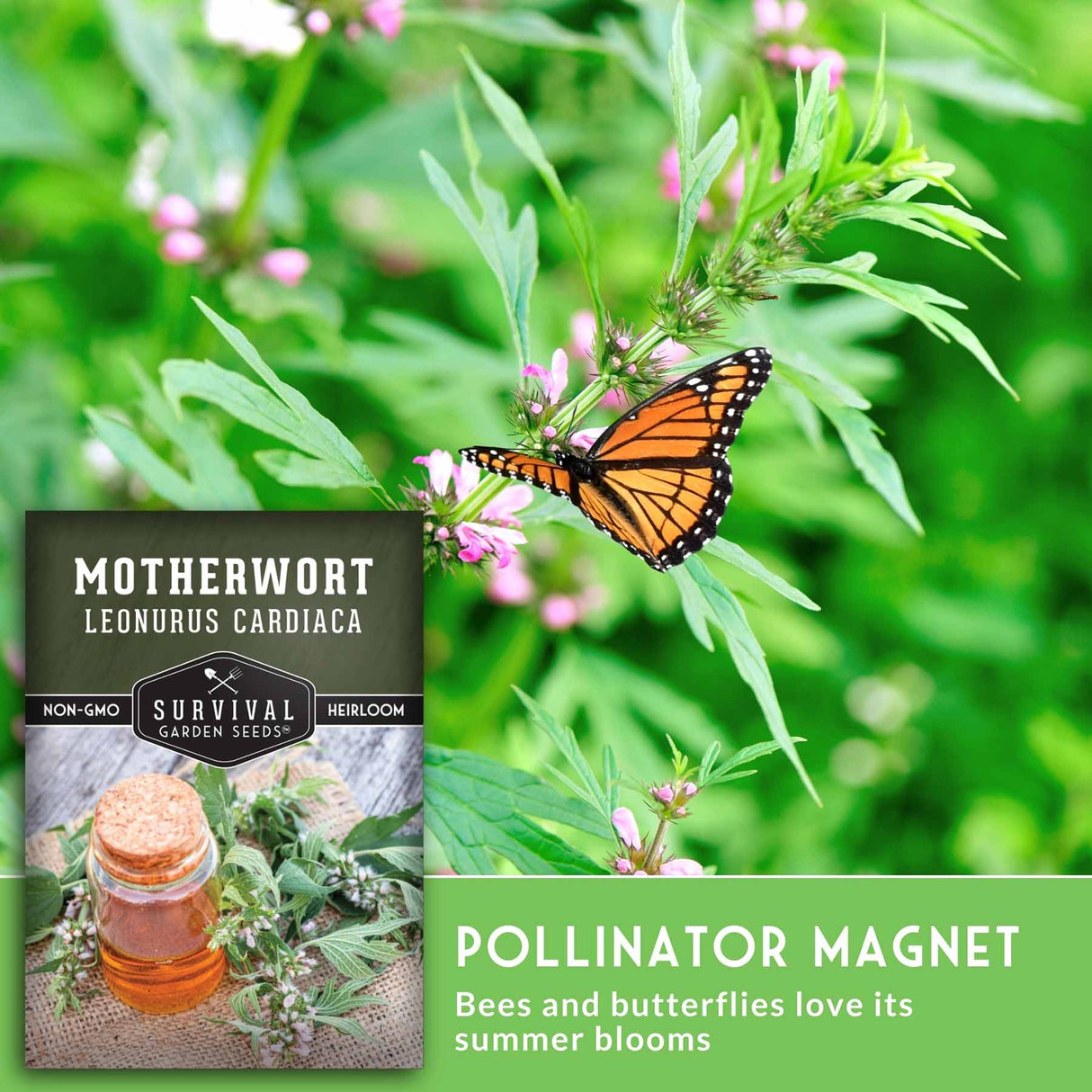 Motherwort plant with a butterfly and text that reads pollinator magnet