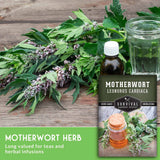 Motherwort herb on a wooden table