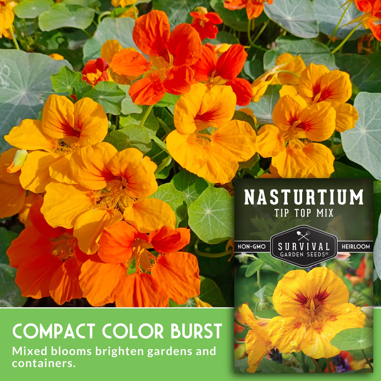 Nasturtium flowers with a seed packet labeled 'Survival Garden Seeds' on a green background.