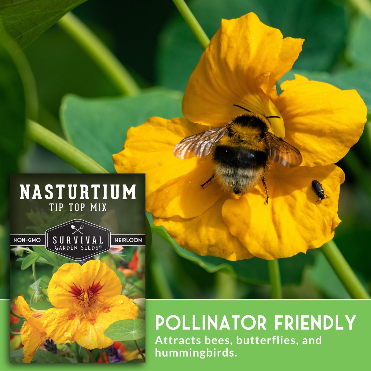 Yellow nasturtium flower with a bee on it, next to a seed packet labeled 'Nasturtium Tip Top Mix' from Survival Garden Seeds.