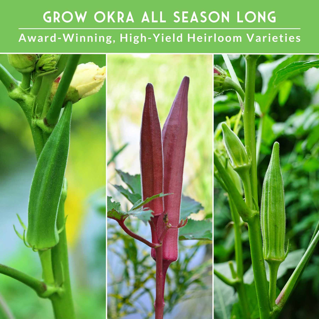 Collage of okra plants with text about growing okra all season long.