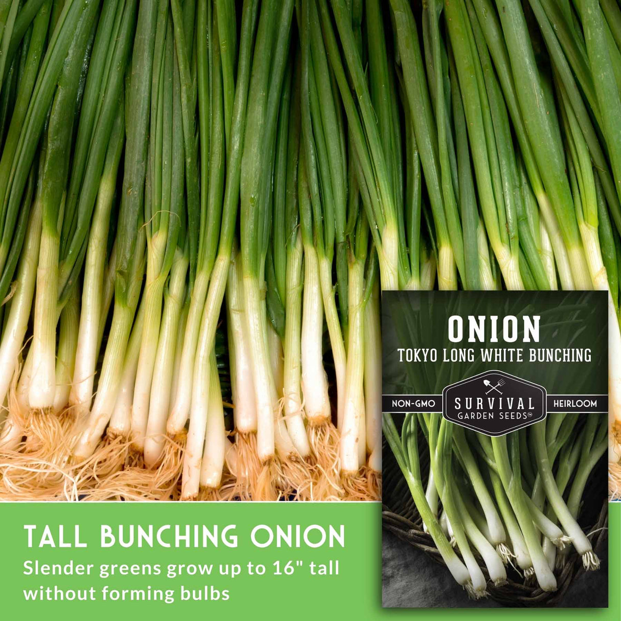 Bunch of green onions with a seed packet labeled 'Onion Tokyo Long White Bunching' on a green background.