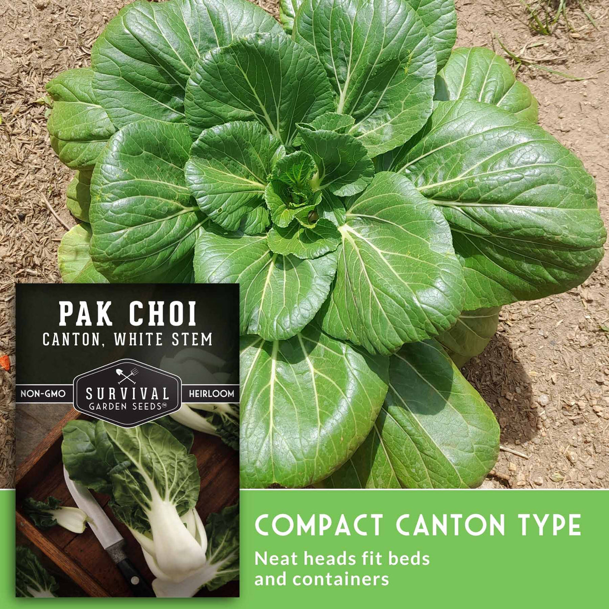 A large green pak choi plant growing in soil, with a product label and text overlay reading 'PAK CHOI', 'COMPACT CANTON TYPE', and 'Neat heads fit beds and containers'.