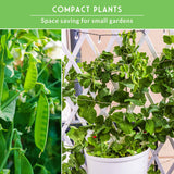 Collage of compact plants with text 'Compact Plants: Space saving for small gardens' on a green background.