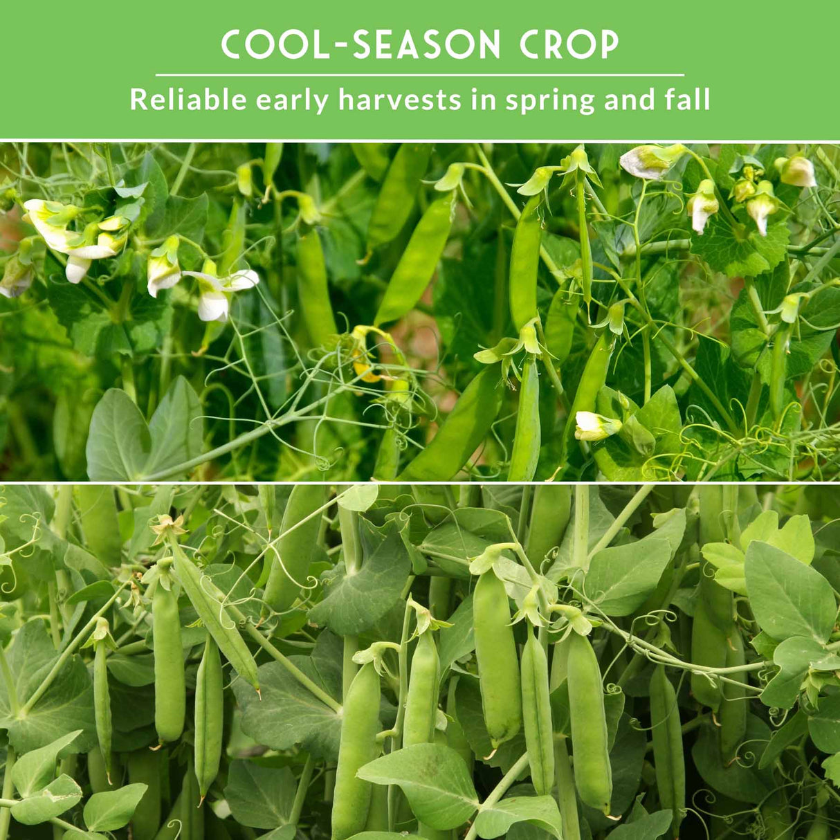 Collage of green pea plants with text about cool-season crop reliability.