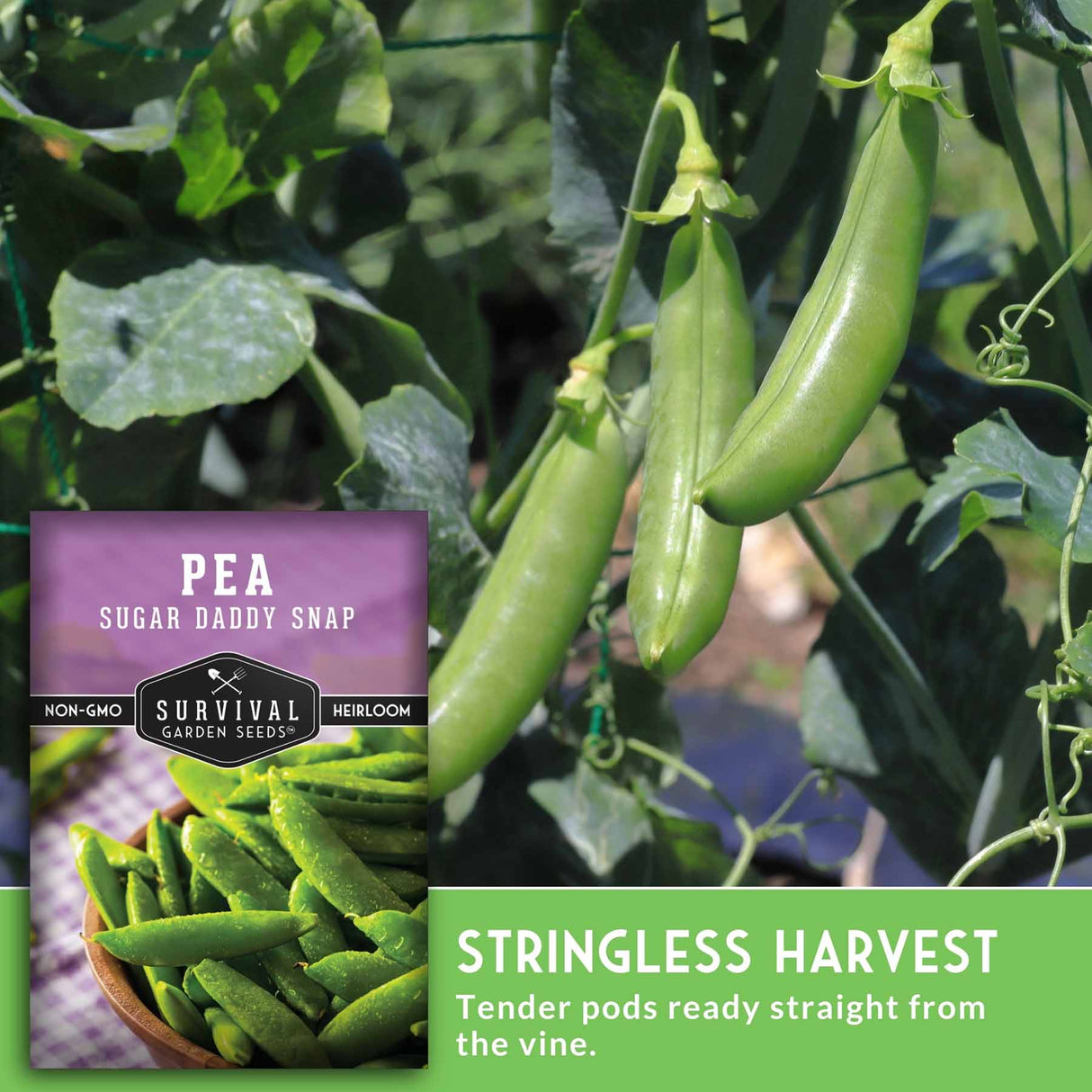 Green peas on a vine with Survival Garden Seeds packaging and text about stringless harvest.