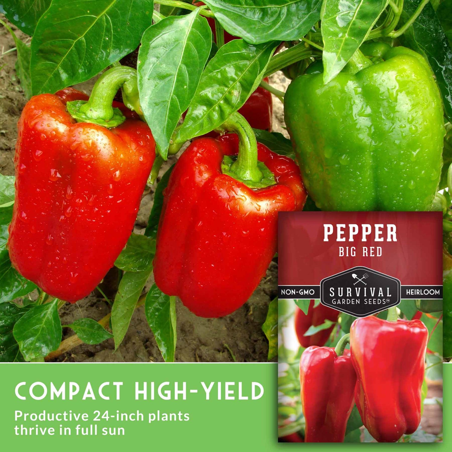 bell pepper plant seeds Survival Garden Seeds - 5 Packets Big Red Pepper Seeds