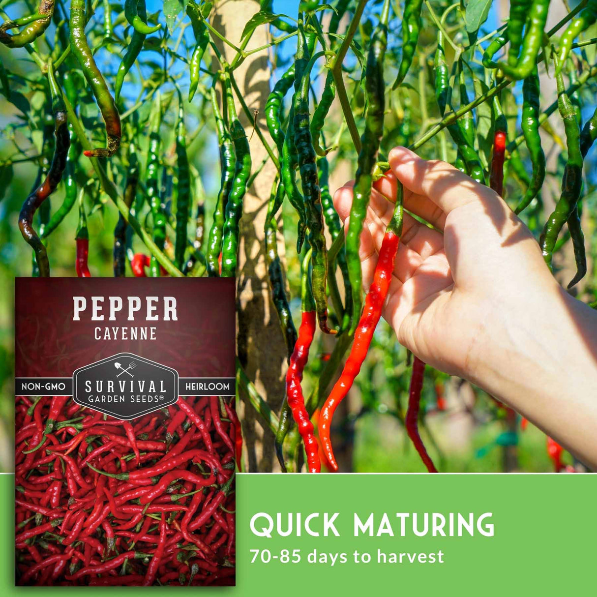 cayenne pepper plant with text that says Quick Maturing